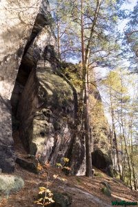 Herbstwald am Gohrisch